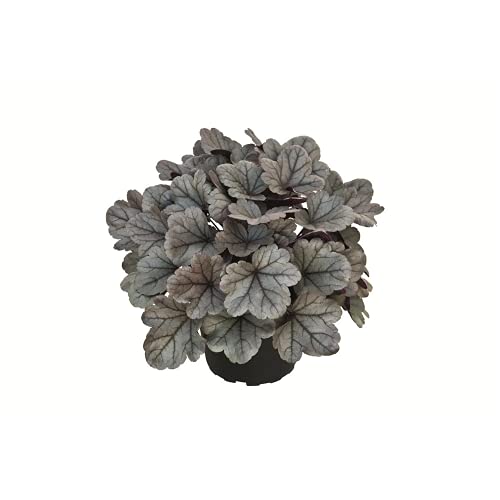 Heuchera - Purpurglöckchen ""Silver Gumdrop"" - winterhart, im Topf 12 cm, in Gärtnerqualität von Blumen Eber - 12cm Heuchera - Purpurglöckchen ""Silver Gumdrop"" - winterhart, im Topf 12 cm, in Gärtnerqualität von Blumen Eber - 12cm von Blumen Eber