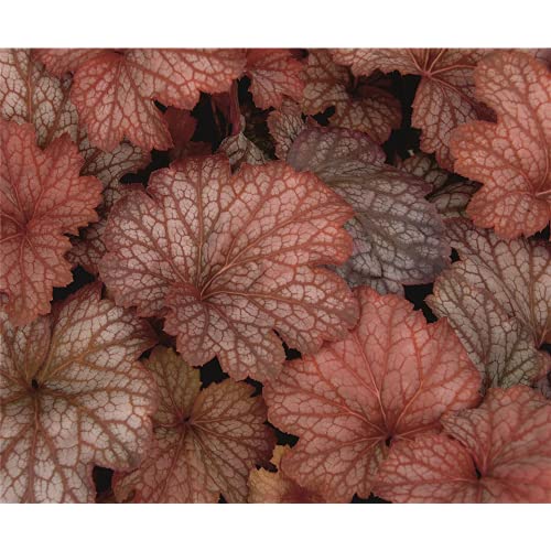 Heuchera - Purpurglöckchen "Sweet Princess" - winterhart, im Topf 12 cm, in Gärtnerqualität von Blumen Eber - 12cm von Blumen Eber