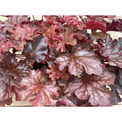 Heuchera 'Ruby Tuesday' - Purpurglöckchen, winterhart im Topf 12 cm in Gärtnerqualität von Blumen Eber - 12 cm von Blumen Eber