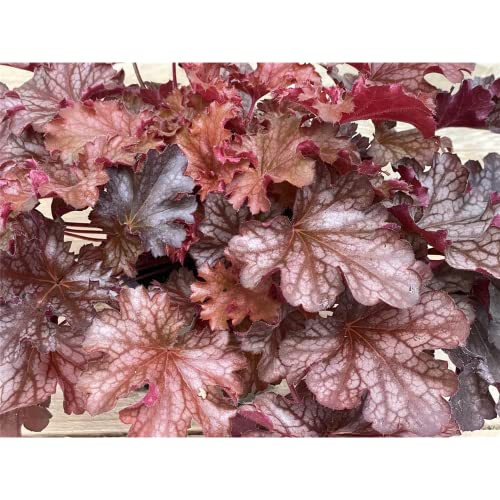 Heuchera 'Ruby Tuesday' - Purpurglöckchen, winterhart im Topf 12 cm in Gärtnerqualität von Blumen Eber - 12 cm Heuchera 'Ruby Tuesday' - Purpurglöckchen, winterhart im Topf 12 cm in Gärtnerqualität von Blumen Eber - 12 cm von Blumen Eber