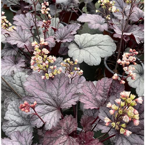 Heuchera 'Shanghai' - Purpurglöckchen 'Shanghai' im Topf 12 cm - 12 cm von Blumen Eber