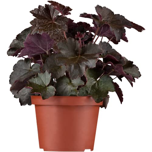 Heuchera micrantha 'Black Beauty'® - Purpurglöckchen, Silberglöckchen 'Black Beauty'®, im Topf 12 cm - 12 cm von Blumen Eber
