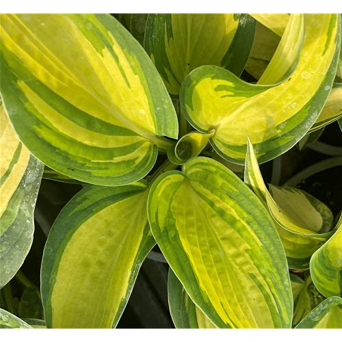 Hosta sieboldiana 'Great Expactations' - Garten-Funkie 'Great Expactations', im Topf 13 cm, in Gärtnerqualität - 13 cm von Blumen Eber