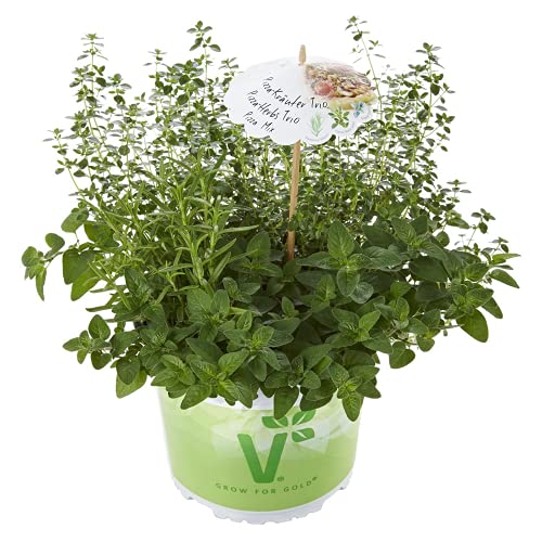 Kräuter-Trio 'Pizza Mix', Rosmarin, Thymus, Origanum - Kräuter-Trio-Pflanze im Topf 12 cm, in Gärtnerqualität von Blumen Eber - 12cm von Blumen Eber