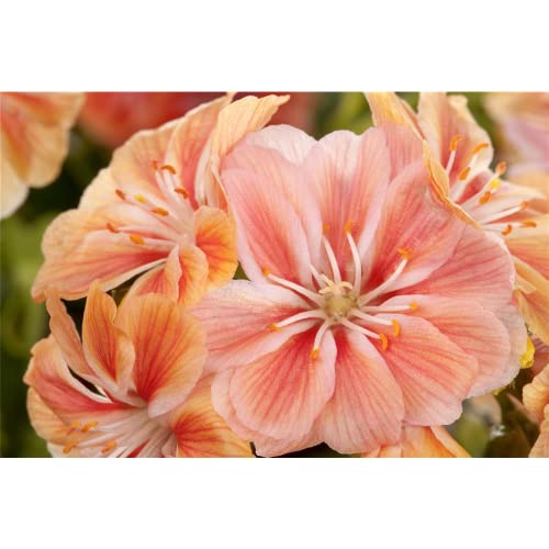 Lewisia cotyledon – Porzellanrösschen – Bitterwurz, apricot - im Topf 11 cm, in Gärtnerqualität von Blumen Eber - 11 cm Lewisia cotyledon – Porzellanrösschen – Bitterwurz, apricot - im Topf 11 cm, in Gärtnerqualität von Blumen Eber - 11 cm von Blumen Eber