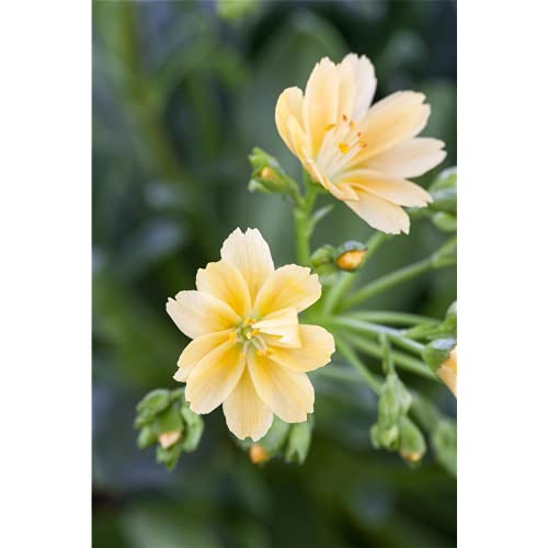 Lewisia cotyledon – Porzellanrösschen – Bitterwurz, gelb - im Topf 11 cm, in Gärtnerqualität von Blumen Eber - 11 cm von Blumen Eber