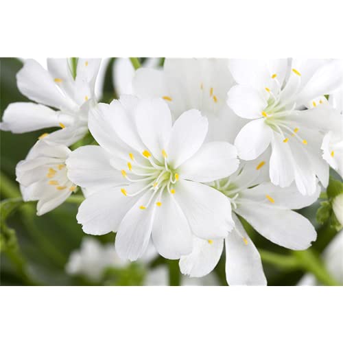 Lewisia cotyledon – Porzellanrösschen – Bitterwurz, weiß - im Topf 11 cm, in Gärtnerqualität von Blumen Eber - 11 cm Lewisia cotyledon – Porzellanrösschen – Bitterwurz, weiß - im Topf 11 cm, in Gärtnerqualität von Blumen Eber - 11 cm von Blumen Eber