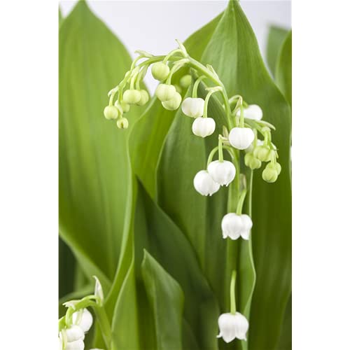 Maiglöckchen, weiß - Convallaria majalis, im Topf 11 cm in Gärtnerqualität von Blumen Eber - 11 cm von Blumen Eber