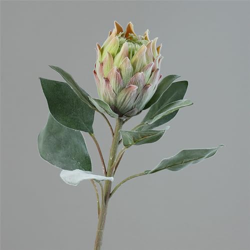 Protea Barbigera (Zuckerbusch), Blüte und Blättern - hochwertiges Textil, mit Samt überzogen, Farbe: grün, rosa - 72 cm - 1 Stück von Blumen Eber