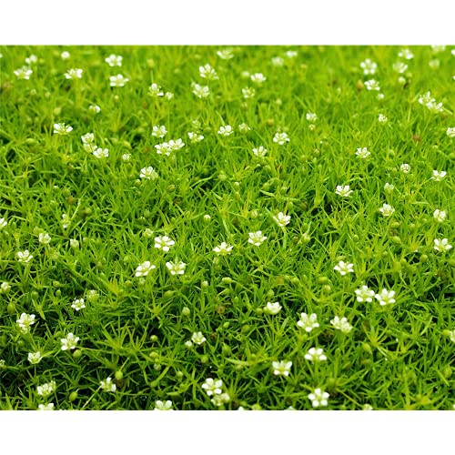 Sagina 'Scottish Moos', hellgrün - Sternmoos winterhart, im Topf 12 cm, in Gärtnerqualität von Blumen Eber - 3 Töpfe a 12 cm von Blumen Eber