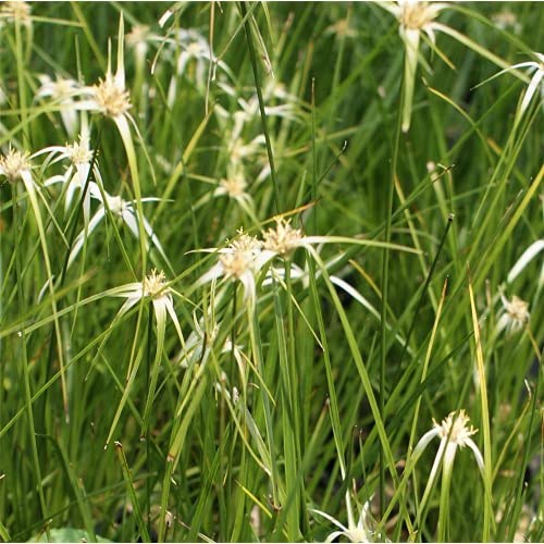 Sternentänzergras, Edelweißgras - Rhynchospora variagata - im Topf 12 cm, in Gärtnerqualität von Blumen Eber - 13 cm Sternentänzergras, Edelweißgras - Rhynchospora variagata - im Topf 12 cm, in Gärtnerqualität von Blumen Eber - 13 cm von Blumen Eber