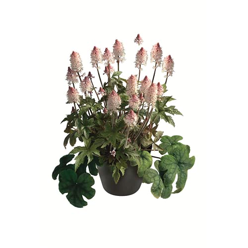 Tiarella Schaumblüte Pink Torch - winterhart, im Topf 12 cm, in Gärtnerqualität von Blumen Eber - 12cm von Blumen Eber