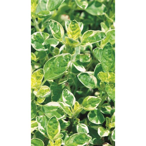 Weissgefleckter Oregano 'Panta', panaschiert - Origanum vulgare 'Panta', Kräuterpflanze im Topf 11 cm - 11cm von Blumen Eber