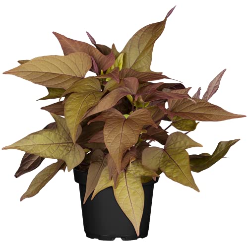 Zier-Süßkartoffel 'Bronce Heart' - Ipomoea batatas 'Bronce Heart', im Topf 12 cm, in Gärtnerqualität von Blumen Eber - 12 cm Zier-Süßkartoffel 'Bronce Heart' - Ipomoea batatas 'Bronce Heart', im Topf 12 cm, in Gärtnerqualität von Blumen Eber - 12 cm von Blumen Eber