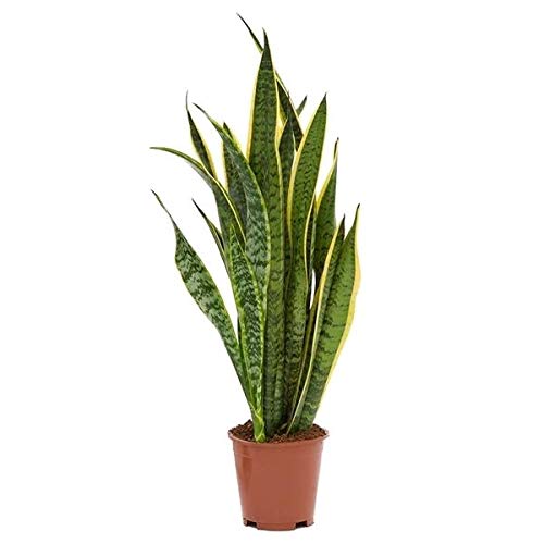 Sansevieria trifasciata Laurentii - Pflegeleichte Luftreinigende Zimmerpflanze | Bogenhanf 60-70 cm | Schlangenpflanze für Wohnung & Büro Sansevieria trifasciata Laurentii - Pflegeleichte Luftreinigende Zimmerpflanze | Bogenhanf 60-70 cm | Schlangenpflanze für Wohnung & Büro von Blumen-Senf