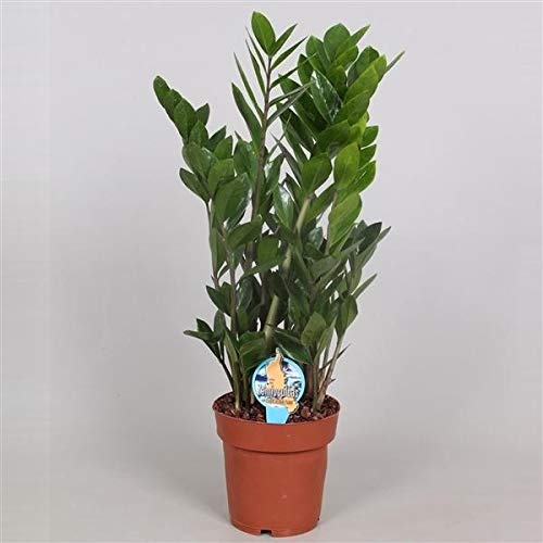 Glücksfeder Zamioculcas Zamiifolia Zanzibar – Pflegeleichte Zimmerpflanze mit Langlebigkeit für Innenräume, ca. 60 cm, Luftreinigend & Dekorativ von Blumen-Senf