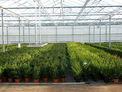 1 Pflanze Buchsbaum-Kugel 22-25 cm Ø Buxus sempervirens sempervirens von Blumen-Senf