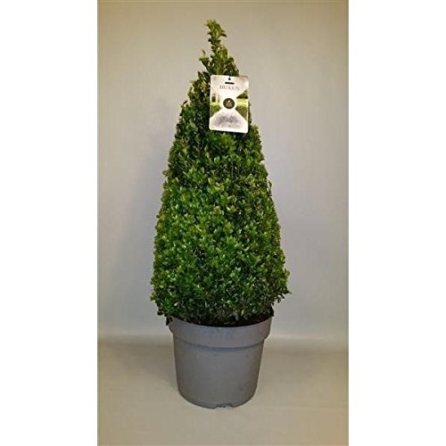 1 Stück Buchsbaum Pyramide - Kegel 90 cm Buxus sempervirens von Blumen Senf