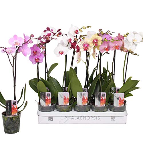 10 Stück Phalaenopsis 50-60 cm / 1 Trieb Blüten - Orchideen - Topforchidee von Blumen-Senf