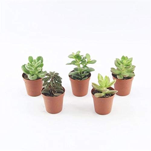 10 Sukkulenten im 5,5er Topf, 5 Sorten 8-15 cm - LEBENDWARE Succulenten von Blumen-Senf