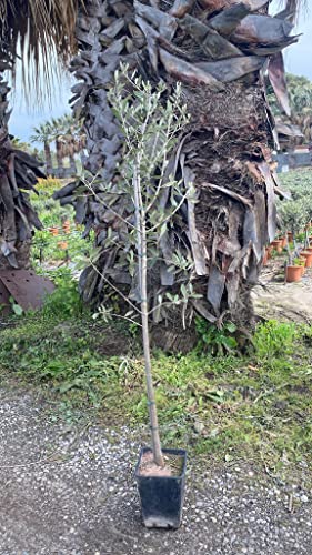 2 STÜCK SONDERPREIS: Olivenbaum Olive 140-180 cm, beste Qualität, winterhart + robust von Blumen-Senf
