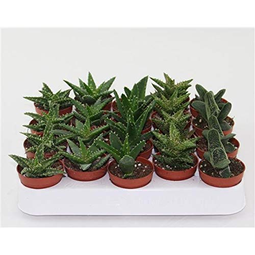 20 Stück mix Aloe Vera Pflanze 10-12 cm Kakteen & Sukkulenten Zimmerpflanze von Blumen-Senf