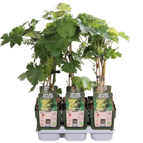 2er-Set Weinreben „Johanniter“ (Vitis vinifera) – robuste weiße Tafeltraube, winterharte Rebsorte im Topf, 30–50 cm Gesamthöhe, ideal für Garten & Terrasse von Blumen-Senf