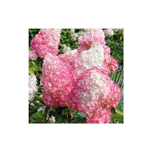 3 Stück Hydrangea Paniculata 'Pink Lady' 30-50 cm Rispenhortensie Laubgehölz von Blumen-Senf