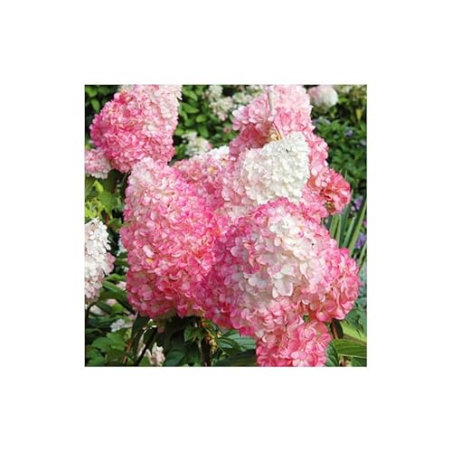 3 Stück Hydrangea Paniculata 'Pink Lady' – 30-50 cm | Rispenhortensie mit Rosa Blüten | Winterhart & Pflegeleicht | Ideal für Garten & Kübel von Blumen-Senf