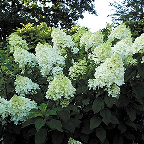 3 Stück Hydrangea Paniculata 'Silver Dollar' 30-50 cm Rispenhortensie Laubgehölz von Blumen-Senf