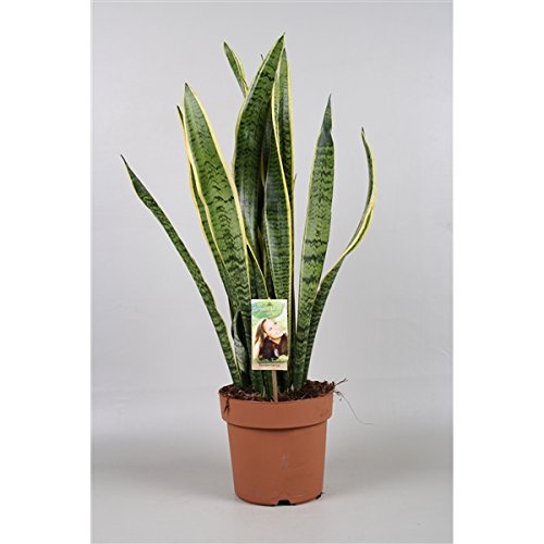 Blumen-Senf 3 STÜCK Sansevieria trifasciata "Laurentii" 60-65 cm/Bogenhanf/bessere Raumluft von Blumen-Senf