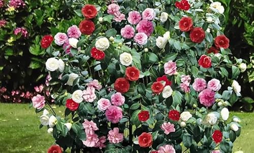 3x Kamelie (Camellia Japonica) in Rot, Rosa und Weiß - Kamellien von Blumen-Senf