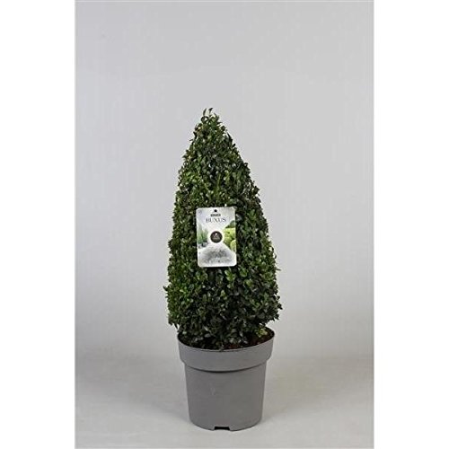 5 Stück Buchsbaum Pyramide - Kegel 70 cm Buxus sempervirens von Blumen-Senf