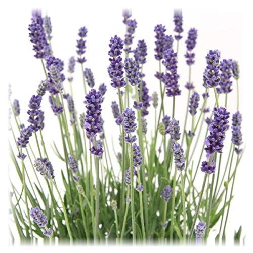 6 Pflanzen Lavandula angustifolia Staude Lavendel von Blumen-Senf