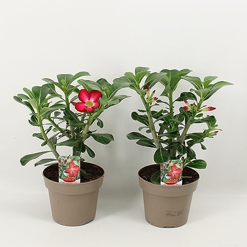 Adenium obesum rot - Wüstenrose - Topf 10,5cm - Höhe 25-40cm Zimmerpflanzen von Blumen-Senf