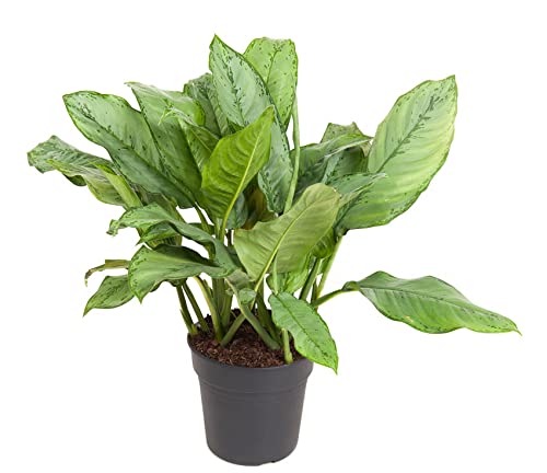 Aglaonema B.J. Freedman/Höhe 90-100 cm/Breite ca. 80 cm - Kolbenfaden - Grünpflanze - Zimmerpflanze von Blumen-Senf