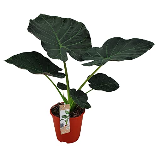 Alocasia Regal Shields 60-80 cm - Elefantenohr - Zimmerpflanze - Grünpflanze von Blumen-Senf