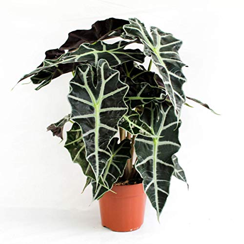 Alocasia polly 35 cm Pfeilblatt Elefantenohr Tropenwurz von Blumen-Senf