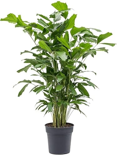 Angebot Fischschwanzpalme 120-140 cm - Caryota mitis - Brennpalmen - Zimmerpflanze von Blumen-Senf