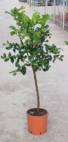 Angebot echter Zitronenbaum 100-130 cm Zitrone Citrus Limon Zitruspflanze Angebot echter Zitronenbaum 100-130 cm Zitrone Citrus Limon Zitruspflanze von Blumen-Senf