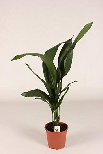 Aspidistra elatior 80-100 cm Schusterpalme Metzgerpalme Schildblume Zimmerpflanze von Blumen-Senf