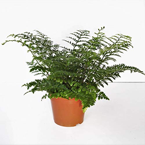 Asplenium 'Parvati' ca. 15 cm - Nestfarn - Streifenfarn - Grünpflanze von Blumen-Senf