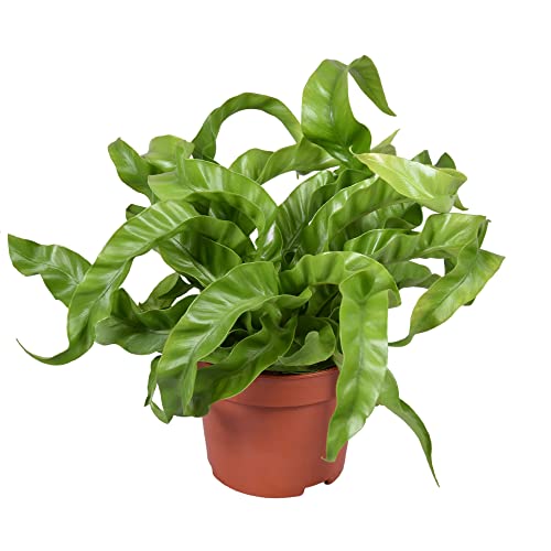 Asplenium antiquum Hurricane Topf 12 cm Ø Nestfarn - Luftreinigende Zimmerpflanze - Grünpflanze von Blumen-Senf