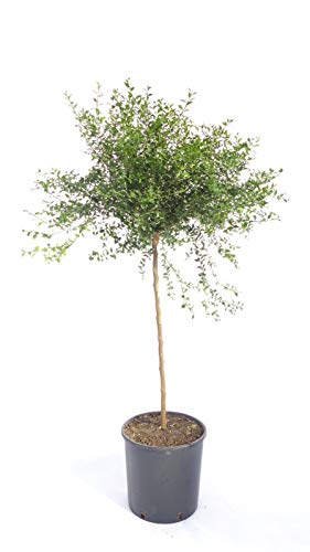 Australische Fingerlimette ca. 120 cm – Kaviar Limette (Caviar-Limette) – Microcitrus australasica – Exotische Zitrusfrucht mit intensiven Aromen – Ideal für Cocktails, Saucen & Dekoration von Blumen-Senf