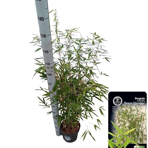Bambus Fargesia scabrida 'Asian Wonder' 80–100 cm – Winterhart, blickdicht & immergrün – Ideal als Sichtschutz für Garten oder Balkon von Blumen-Senf