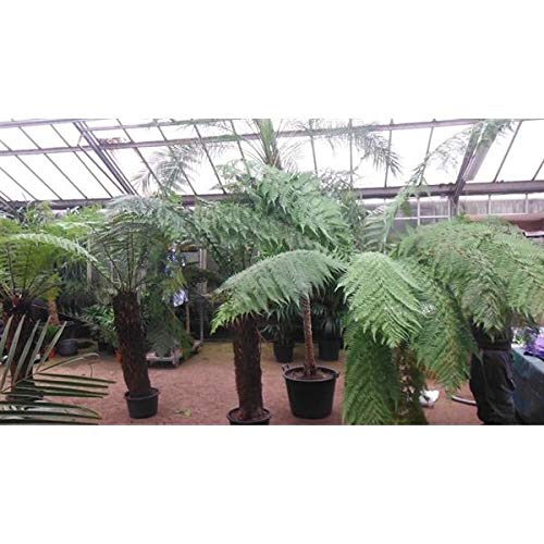 Baumfarn Dicksonia Antarktica 30-50 cm – Urzeitrelikt für Garten & Innenbereich | Pflegeleicht, frostbeständig, dekorativ von Blumen-Senf