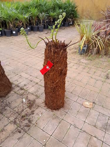 Baumfarn Dicksonia antarctica kahler Stamm ca. 80 cm Ein Relikt aus der Urzeit von Blumen-Senf