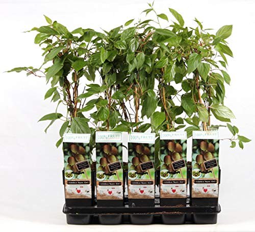 Bayern-Kiwi Pflanze 70 cm – weiblich | Actinidia arguta 'Bayern' | Frosthart, selbstfruchtbar mit männlicher Pflanze, vitaminreiche Mini-Kiwi für Garten & Balkon von Blumen-Senf