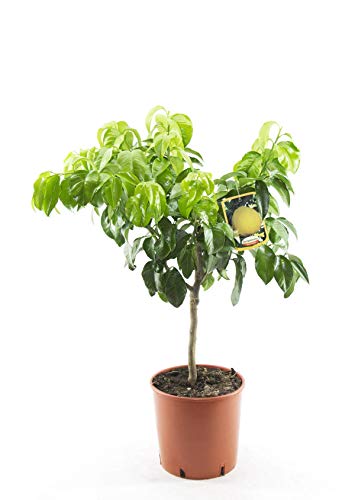 Bergamotte 80-100 cm - Citrus bergamia - Bergamotto von Blumen-Senf