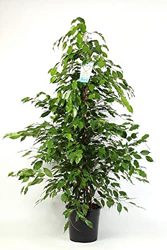 Birkenfeige - Ficus Benjamina Exotica 130-150 cm - Zimmerpflanze - Grünpflanze - pflegeleicht von Blumen-Senf